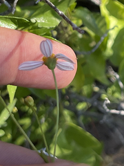 Coreocarpus parthenioides parthenioides