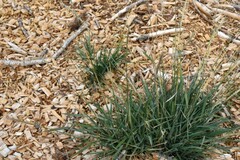Elymus glaucus