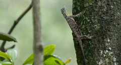 Draco sumatranus