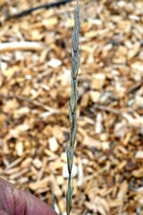 Elymus glaucus