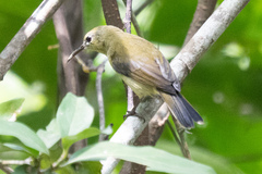 Anthreptes malacensis