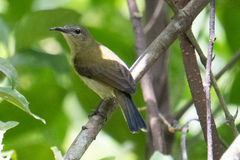 Anthreptes malacensis