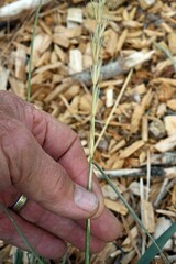 Elymus glaucus