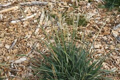 Elymus glaucus