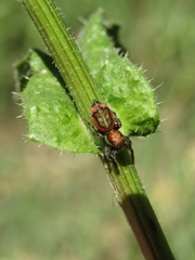 Phiale roburifoliata