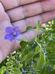 Ruellia californica peninsularis