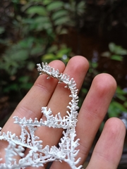 Brunneocorticium corynecarpon