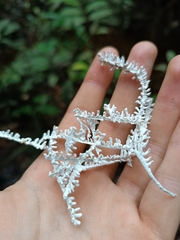 Brunneocorticium corynecarpon