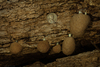 Tubifera dudkae - Photo (c) Mike Potts, some rights reserved (CC BY-NC-ND), uploaded by Mike Potts