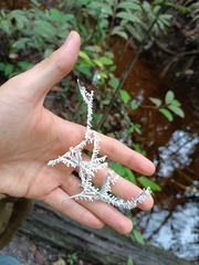 Brunneocorticium corynecarpon