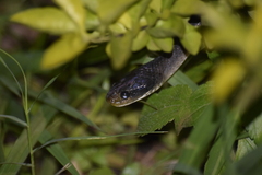 Crotaphopeltis hotamboeia