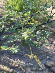 Mimosa distachya