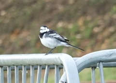Motacilla alba yarrellii
