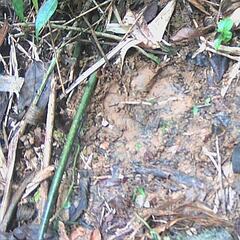 Tapirus terrestris