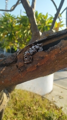 Schizophyllum commune