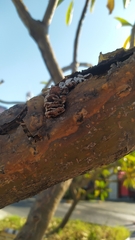 Schizophyllum commune