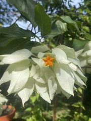 Mussaenda philippica
