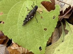 Melanoplinae