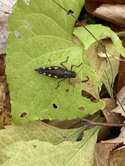 Melanoplinae