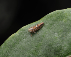 Idiocerini