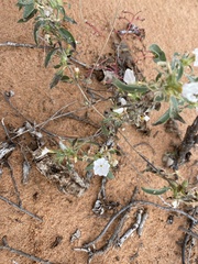 Acleisanthes longiflora