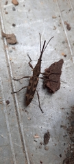 Lasiorhynchus barbicornis