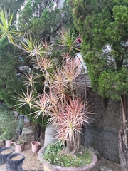 Dracaena reflexa angustifolia