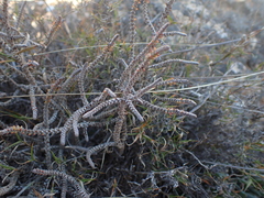 Crassula muscosa