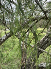 Asparagus buchananii