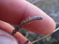 Crassula muscosa