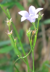 Wahlenbergia grandiflora