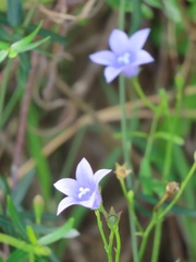 Wahlenbergia grandiflora