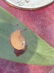 Helicina