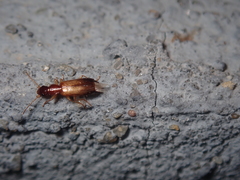 Paradromius linearis