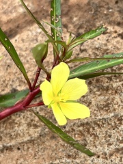 Ludwigia