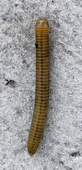 Anadenobolus monilicornis