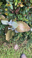 Echeveria gibbiflora