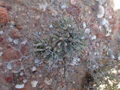 Tylecodon reticulatus