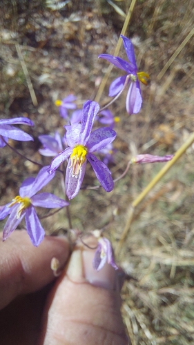 Lady's hand (Cyanella hyacinthoides)