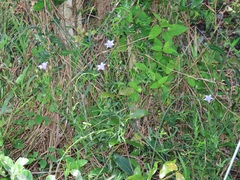 Wahlenbergia grandiflora