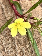 Ludwigia