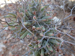 Tylecodon reticulatus