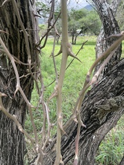 Asparagus buchananii