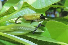 Calotheca