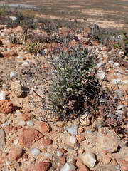 Tylecodon reticulatus