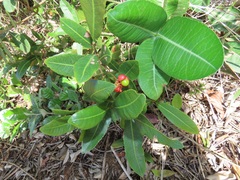 Ochna serrulata