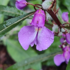 Impatiens balsamina