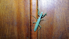 Hierodula tenuidentata