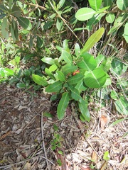 Ochna serrulata