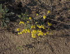 Odontarrhena obovata